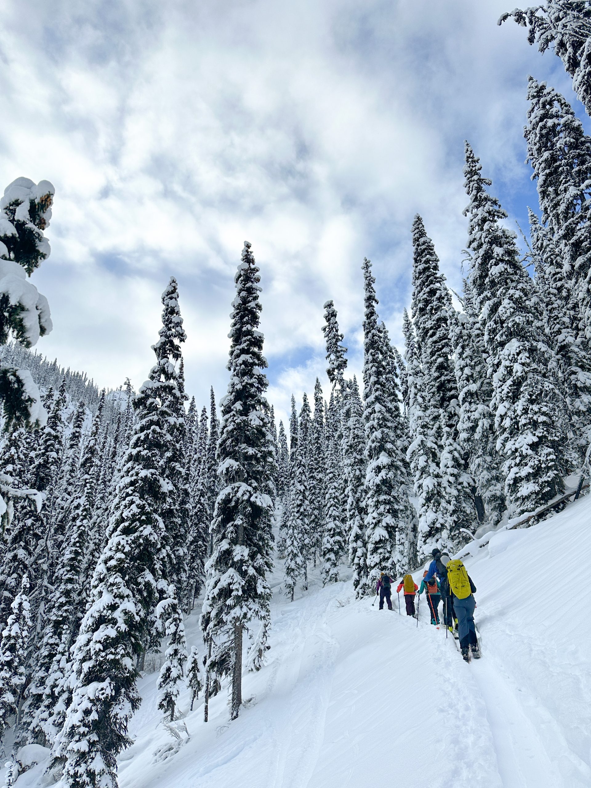 splitboarding trees